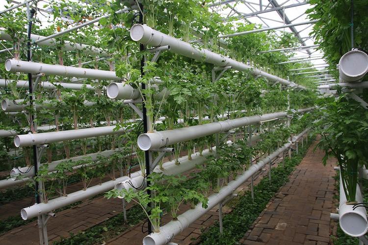 这里的蔬菜种植技术也是走在农业种植的前沿,走进蔬菜的种植暖棚中