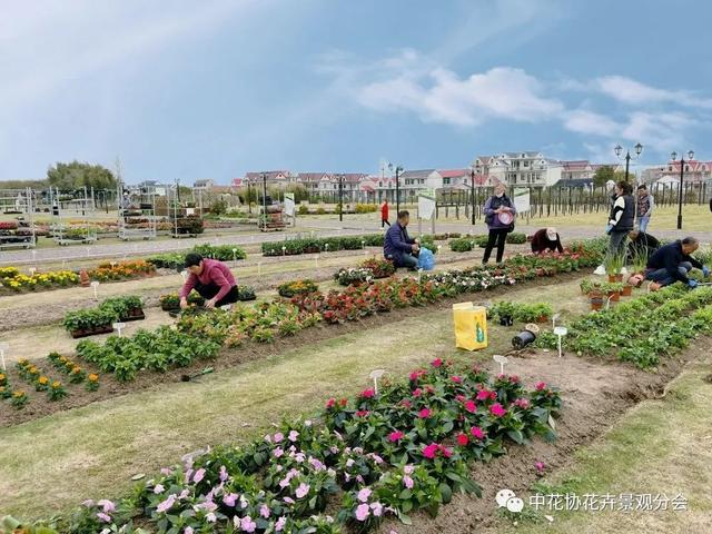 便民丨上海260种花卉落地崇明,角逐第三届花坛花境植物质量评比大赛