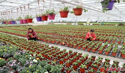 安徽阜阳:花卉产业助农增收